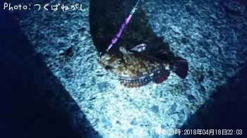 カサゴ