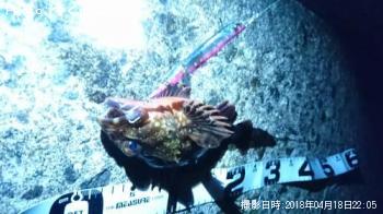 カサゴ