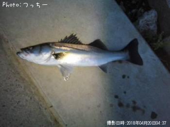 シーバス