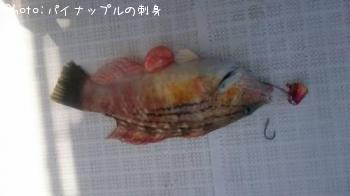ベラ