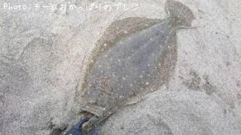 ヒラメ