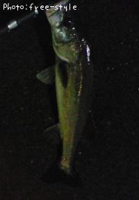 ＳｅａＢａｓｓ