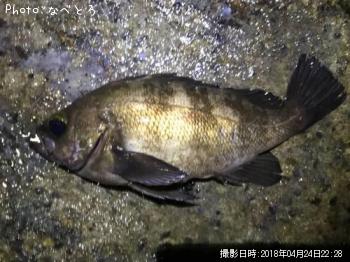 メバル