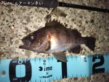 メバル