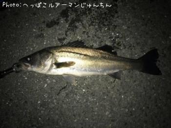 シーバス