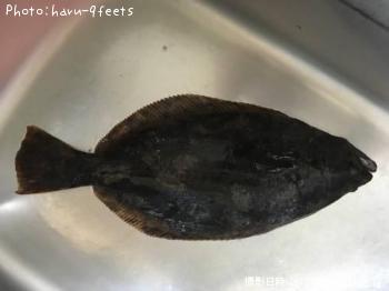 ヒラメ
