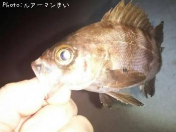 メバル