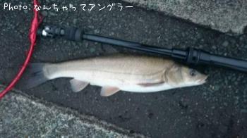 ニゴちゃん