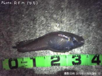 エゾイソアイナメ