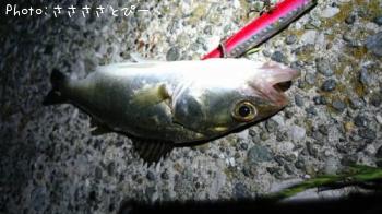 シーバス