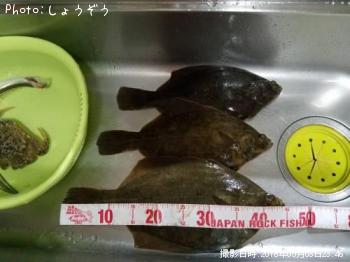 マコガレイ
