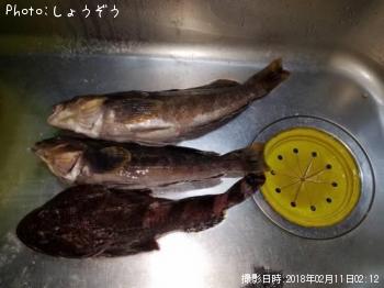 ギスカジカ　アブラメ