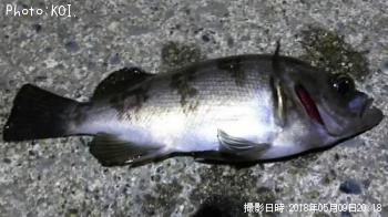 メバル
