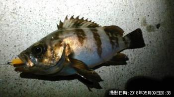 メバル