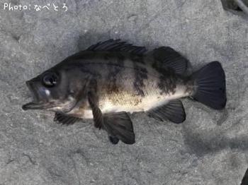 メバル