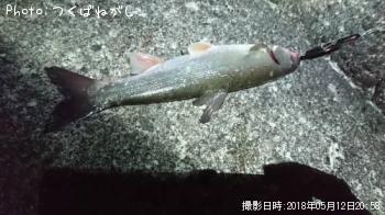 ウグイ