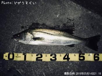 シーバス