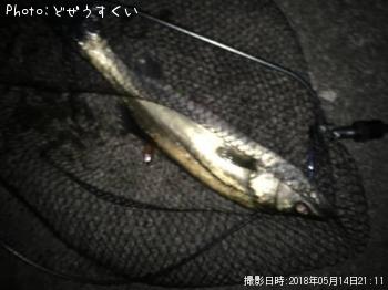 シーバス