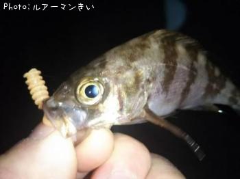 メバル