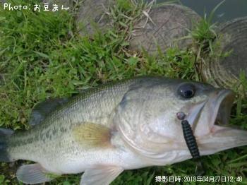 ラージマウス