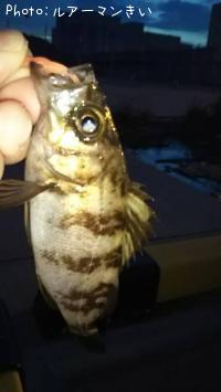 メバル