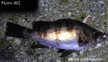 メバル