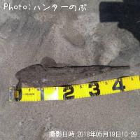 マゴチ