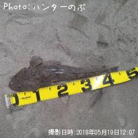 マゴチ