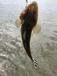 ޥ