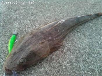 マゴチ