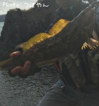 アイナメ