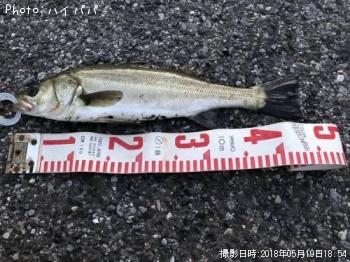 シーバス