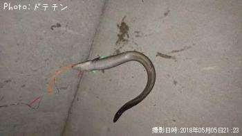 ハモ