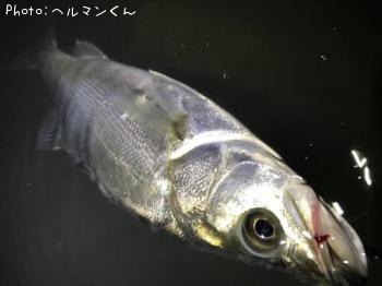 シーバス