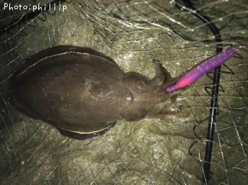 モンゴウイカ