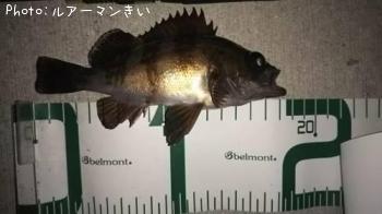 メバル