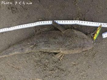 マゴチ