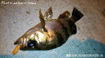 メバル