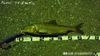 ニゴイ