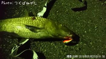 ニゴイ