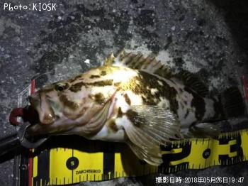 ベッコウゾイ
