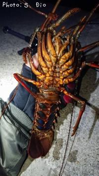 海ザリ