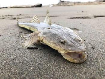 ޥ