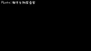 メバル