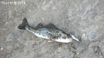 Х