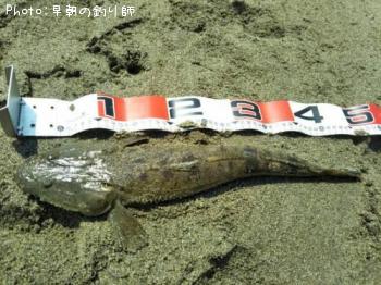 マゴチ