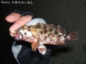 アラカブ
