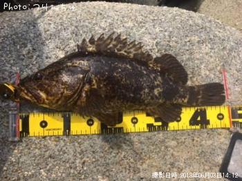 タケノコメバル
