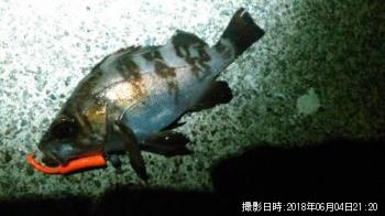 クロソイ