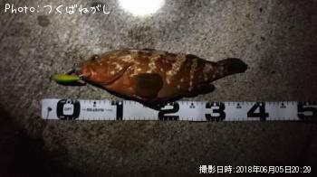 キジハタ